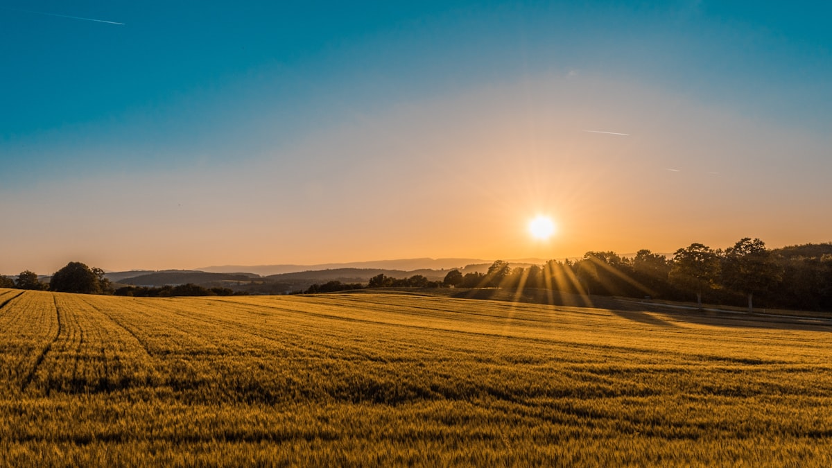 Sunlit Clearing Workshop